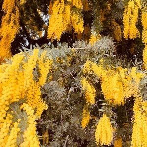 Meet your Posher, Ale